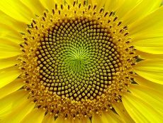 Why was Fibonacci so excited about sunflowers? 